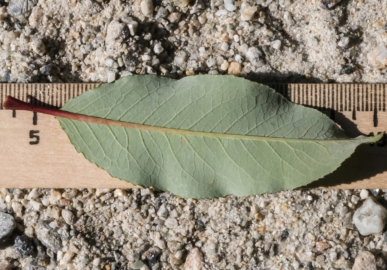 Изображение особи Salix caucasica.