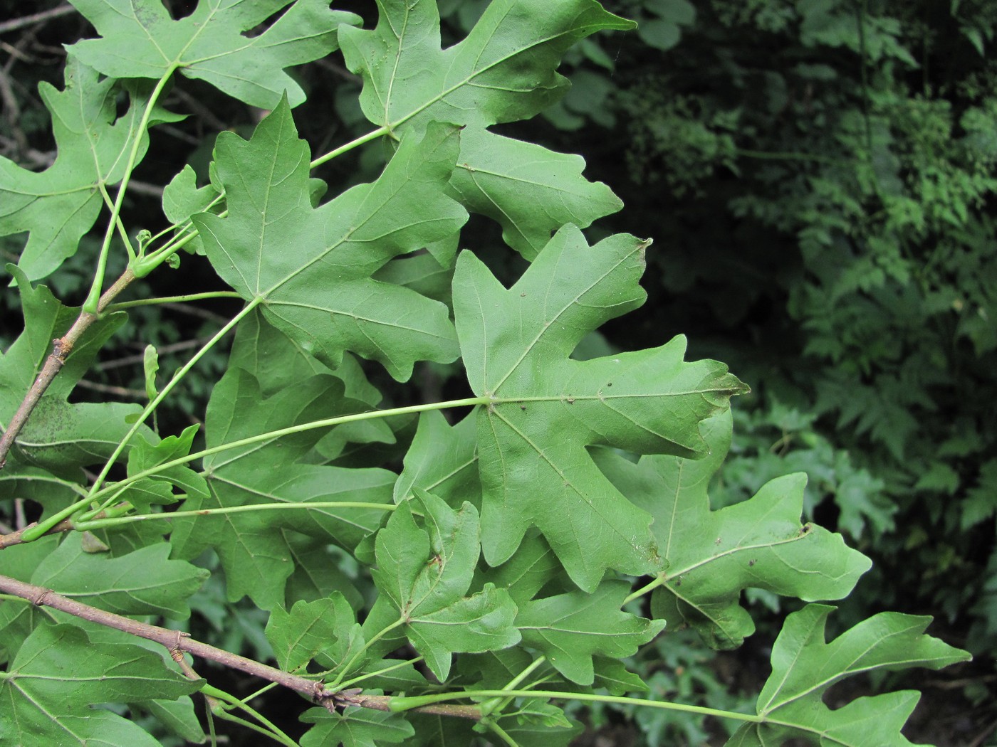 Image of Acer campestre specimen.