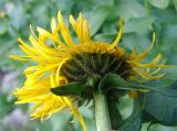 Inula grandiflora