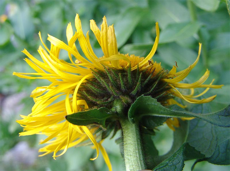 Image of Inula grandiflora specimen.