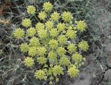 Zosima absinthifolia