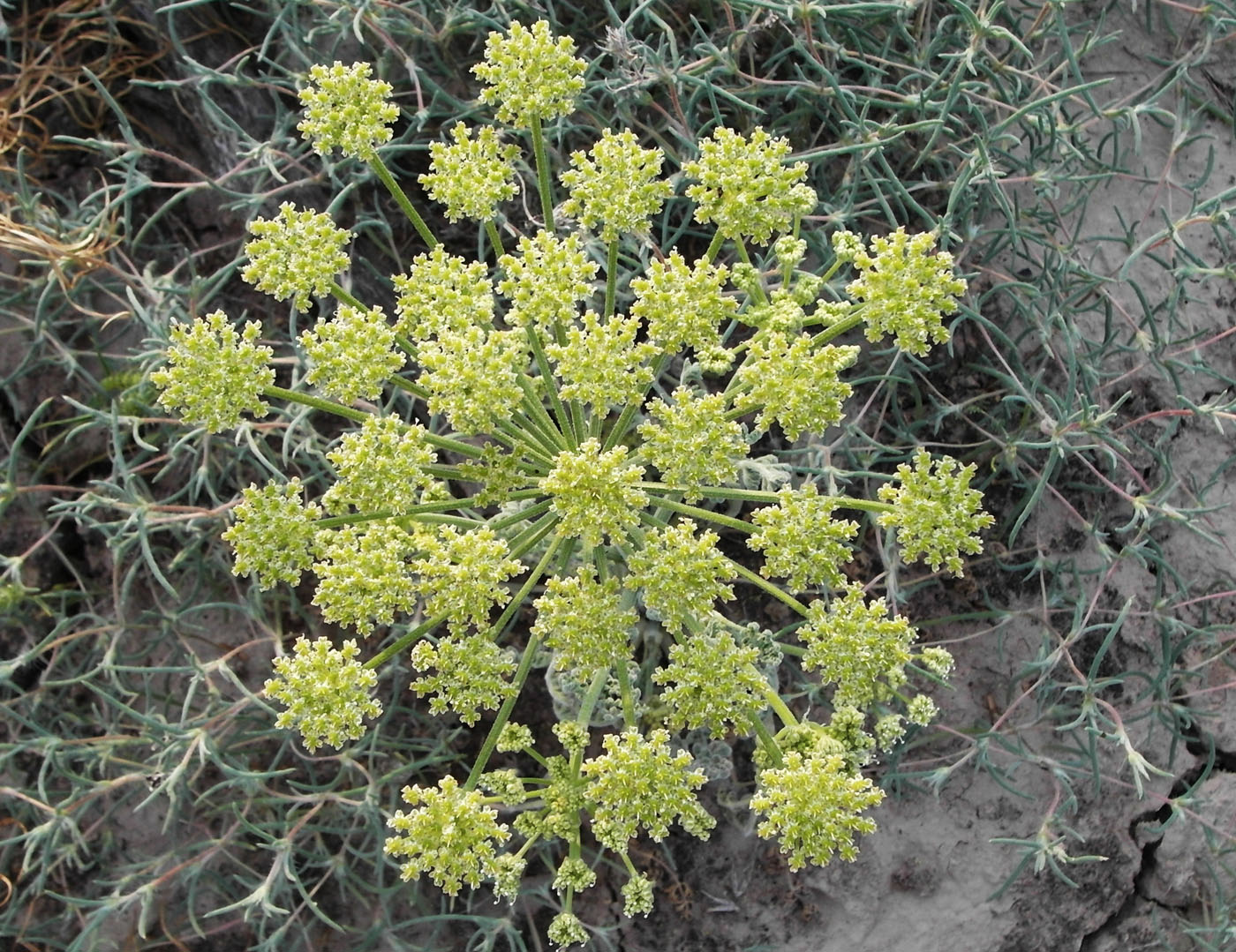 Image of Zosima absinthifolia specimen.