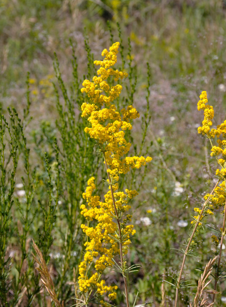 Изображение особи Galium verum.