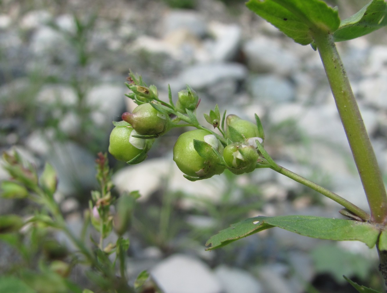 Image of Veronica anagallis-aquatica specimen.