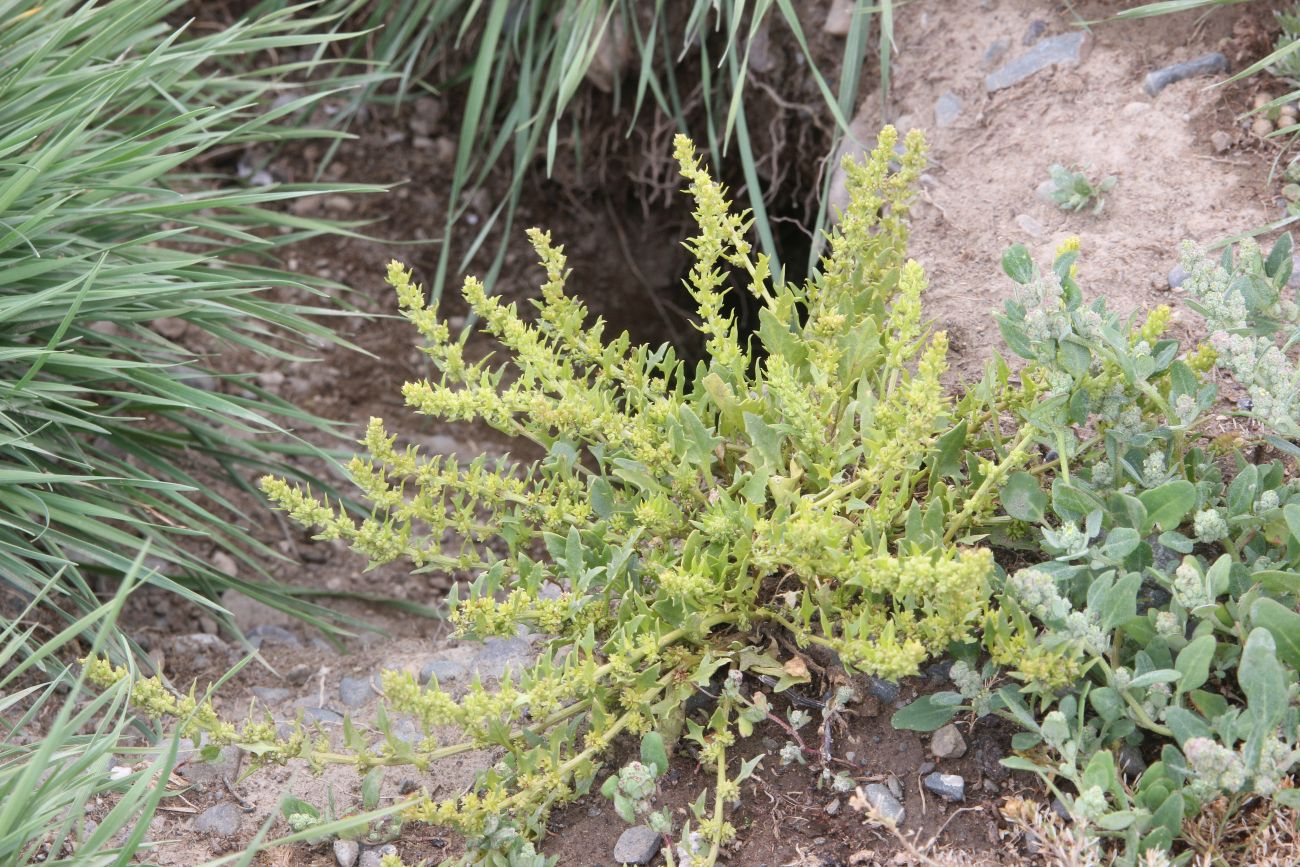 Image of Blitum virgatum specimen.