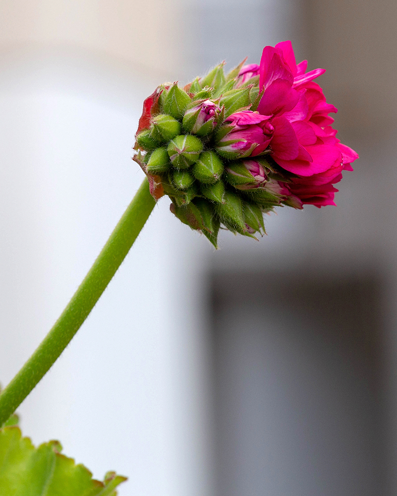 Изображение особи Pelargonium hortorum.