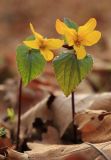 Viola orientalis