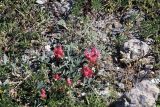 Astragalus calycinus