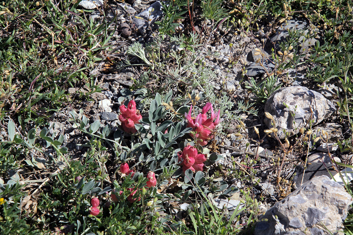 Изображение особи Astragalus calycinus.