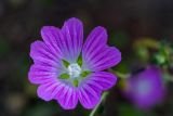 род Malva