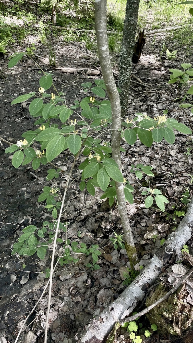 Image of Lonicera xylosteum specimen.