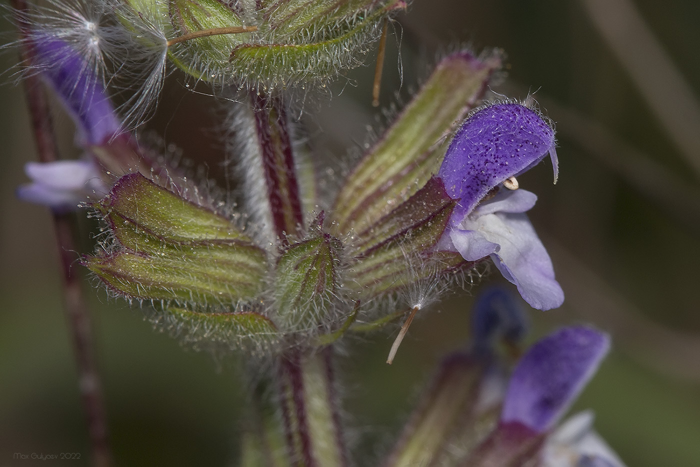 Image of Salvia viridis specimen.