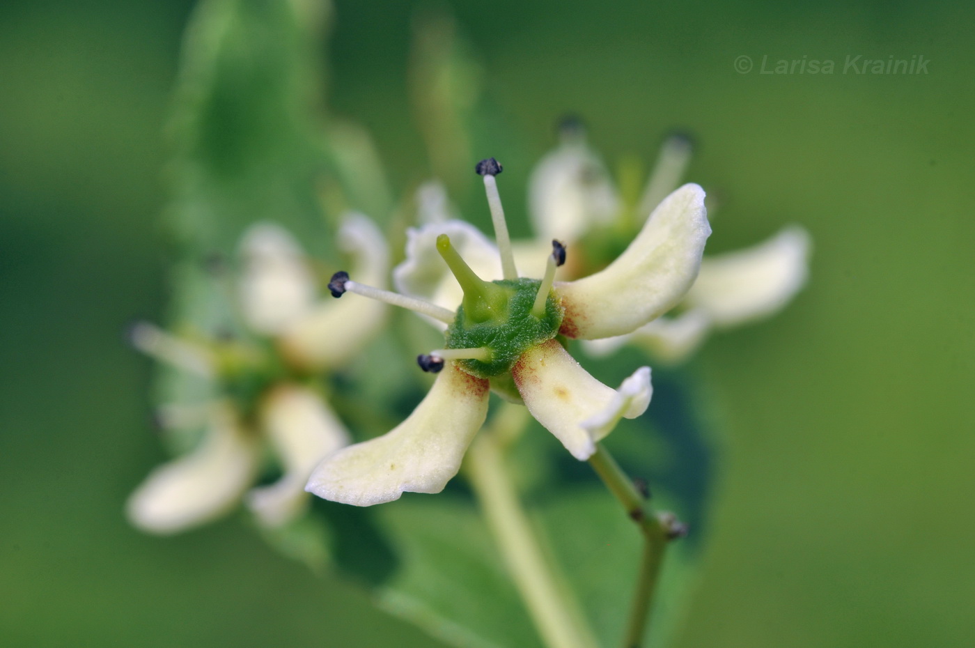 Image of Euonymus maackii specimen.