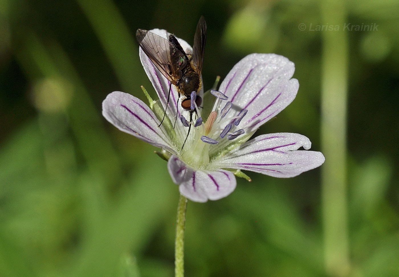 Изображение особи Geranium dahuricum.