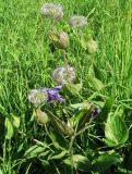 Clematis integrifolia