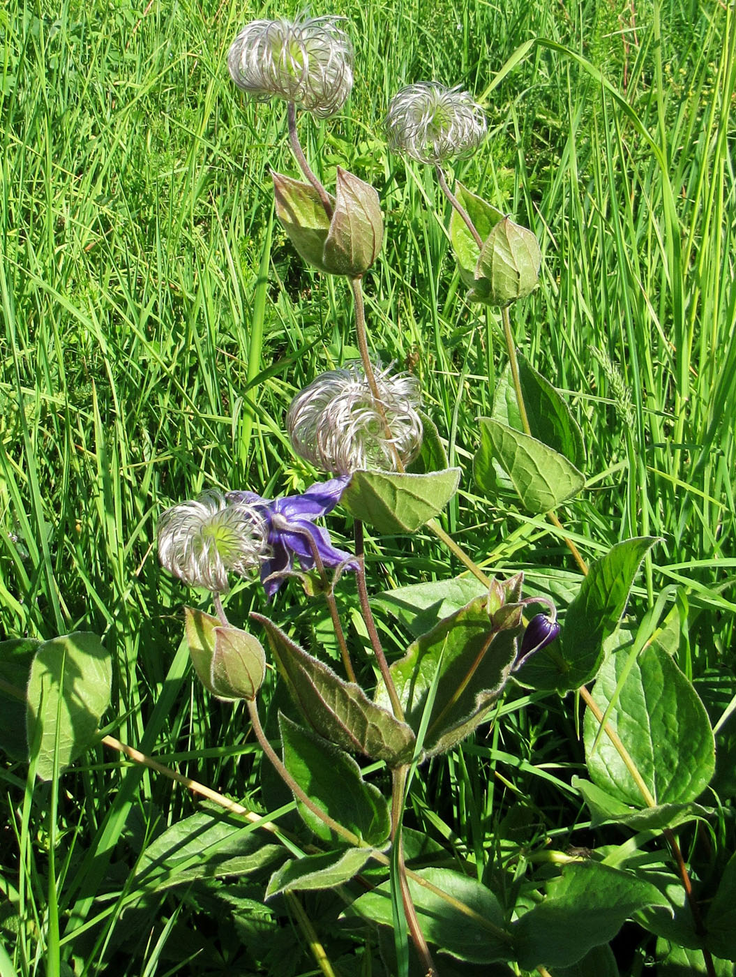 Изображение особи Clematis integrifolia.