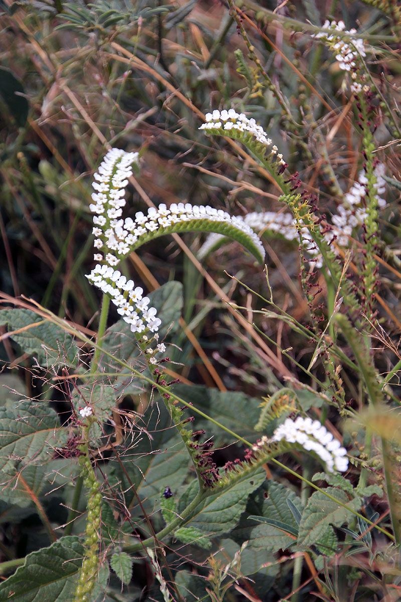 Image of genus Heliotropium specimen.