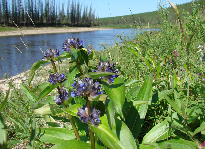 Изображение особи Gentiana macrophylla.