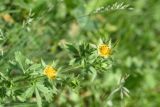 род Potentilla