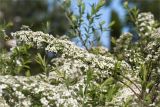 Spiraea × cinerea. Веточка цветущего растения. Санкт-Петербург, Петергоф, парк \"Александрия\", скашиваемый газон, обочина дорожки. 24.05.2021.