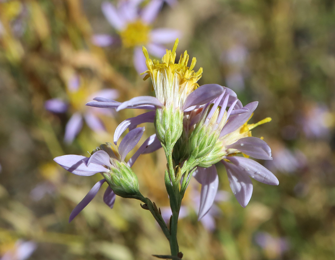 Изображение особи Galatella coriacea.