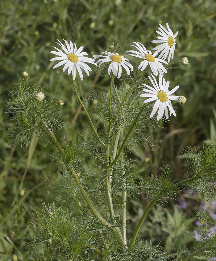 Изображение особи Tripleurospermum inodorum.