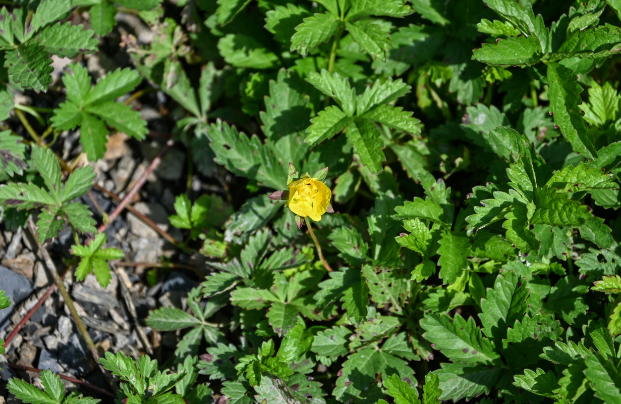 Изображение особи Potentilla reptans.