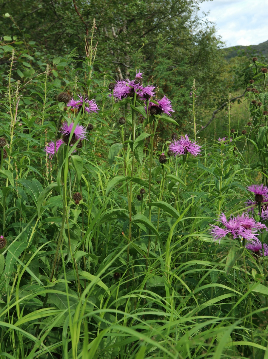 Image of Centaurea phrygia specimen.