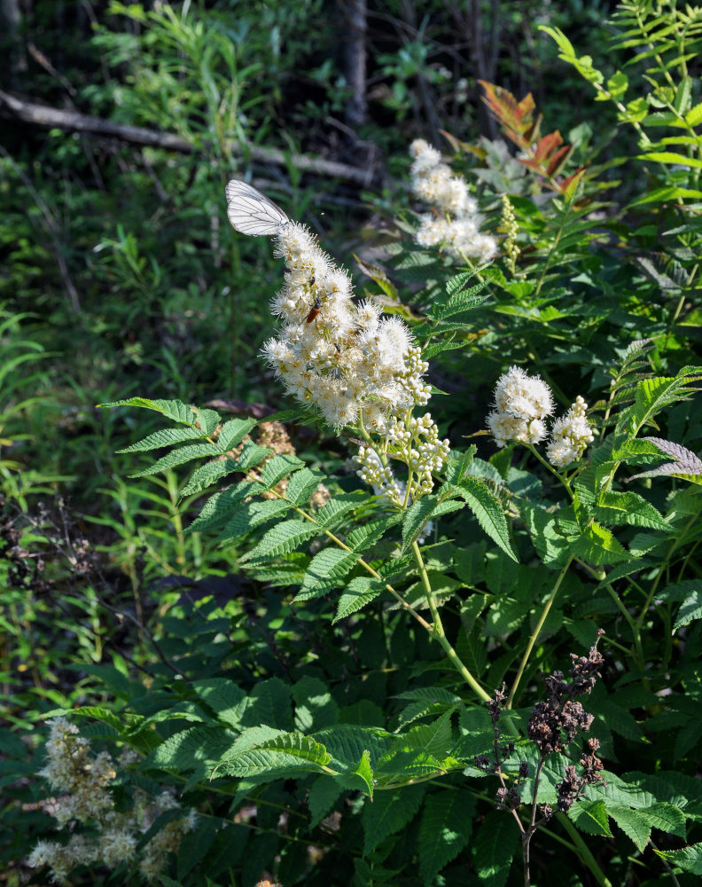 Image of Sorbaria sorbifolia specimen.