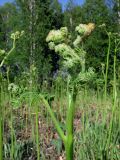 Pteridium pinetorum ssp. sibiricum