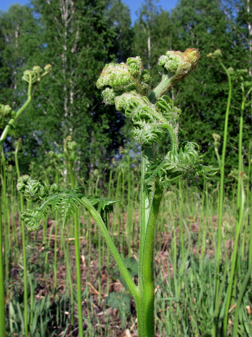 Изображение особи Pteridium pinetorum ssp. sibiricum.