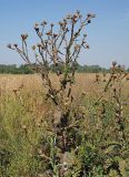 Onopordum acanthium. Плодоносящее отмирающее растение, высота ок. 2 м. Ульяновская обл., Мелекесский р-н, окр. дер. Куликовка, граница луга и пашни, обочина просёлочной дороги. 07.08.2022.