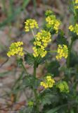 Barbarea vulgaris. Верхушка цветущего растения. Томская обл., г. Томск, Академгородок, пустырь. 19.05.2022.