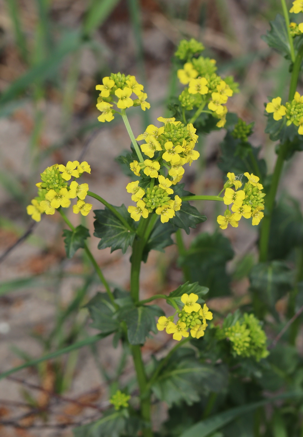 Изображение особи Barbarea vulgaris.