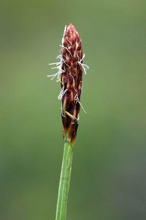 Изображение особи Carex vaginata.