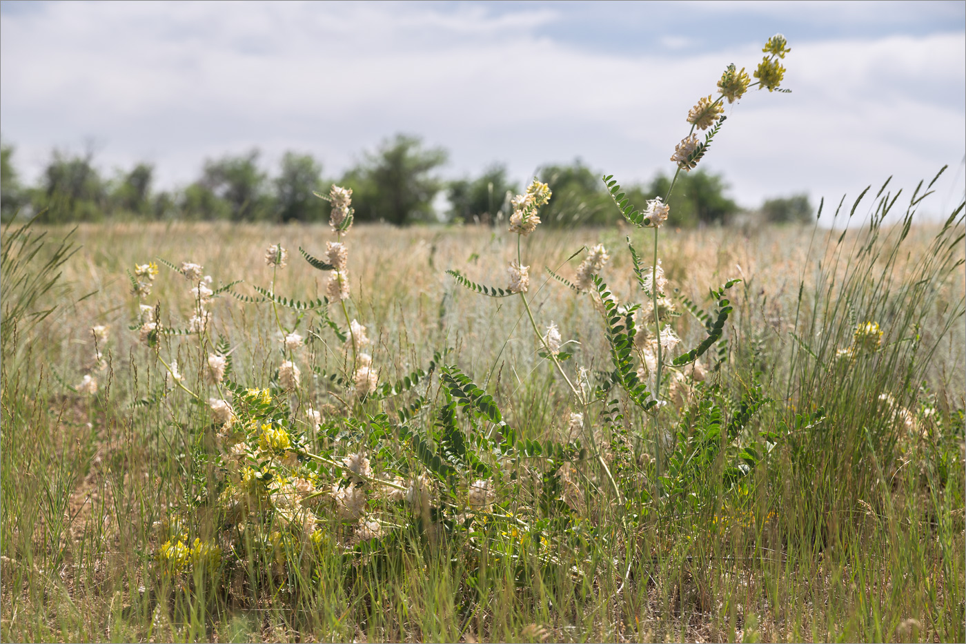 Image of Astragalus vulpinus specimen.