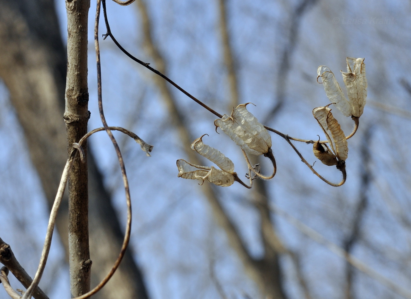 Image of Aconitum stoloniferum specimen.