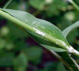 Tragopogon dasyrhynchus