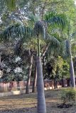 Roystonea regia. Вегетирующее растение. Индия, Дели, в культуре. 27.12.2014.