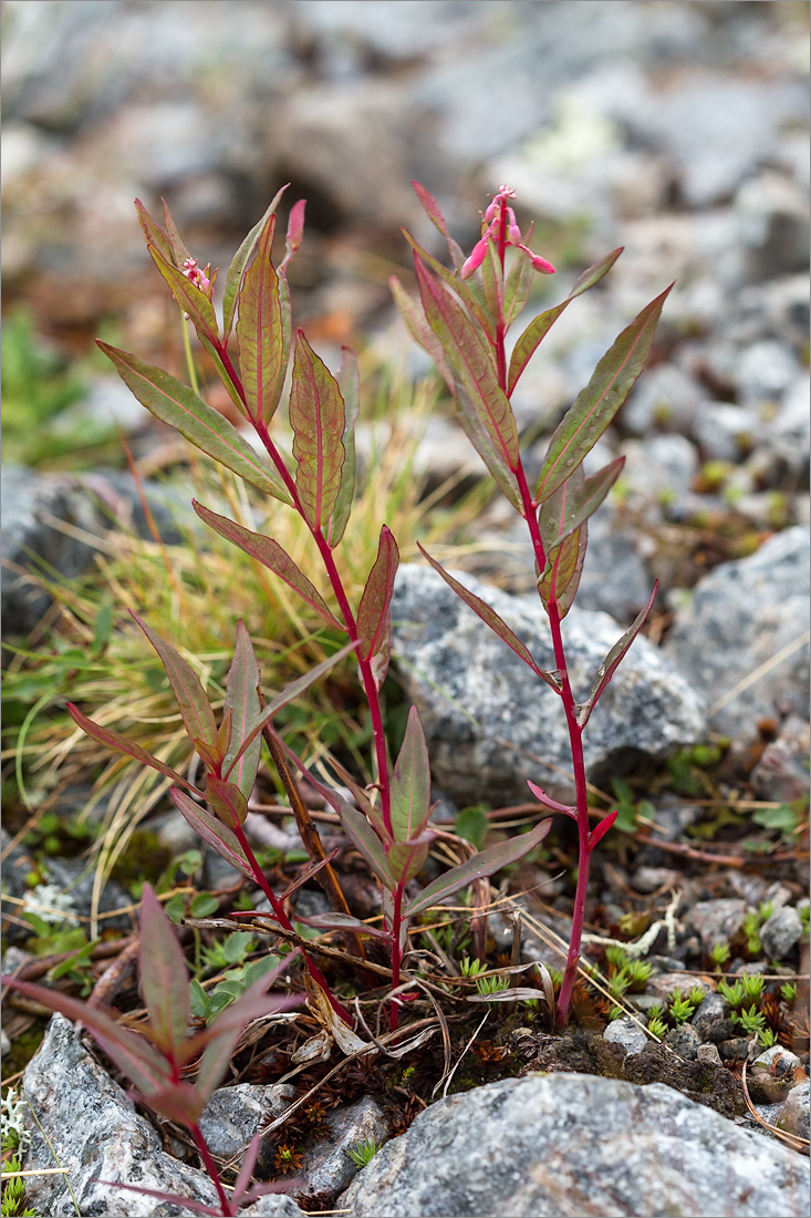 Image of Chamaenerion angustifolium specimen.