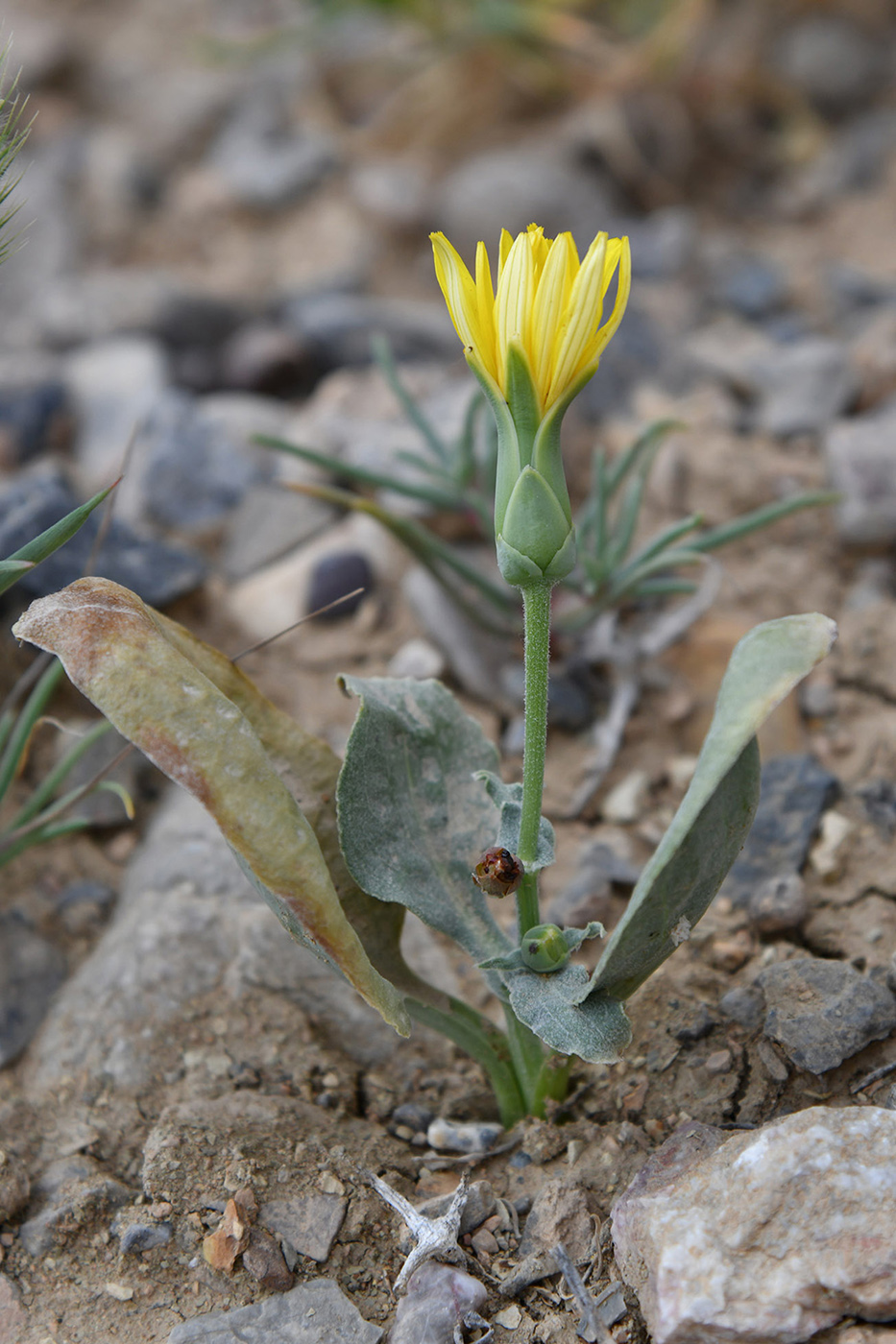 Image of Scorzonera ovata specimen.