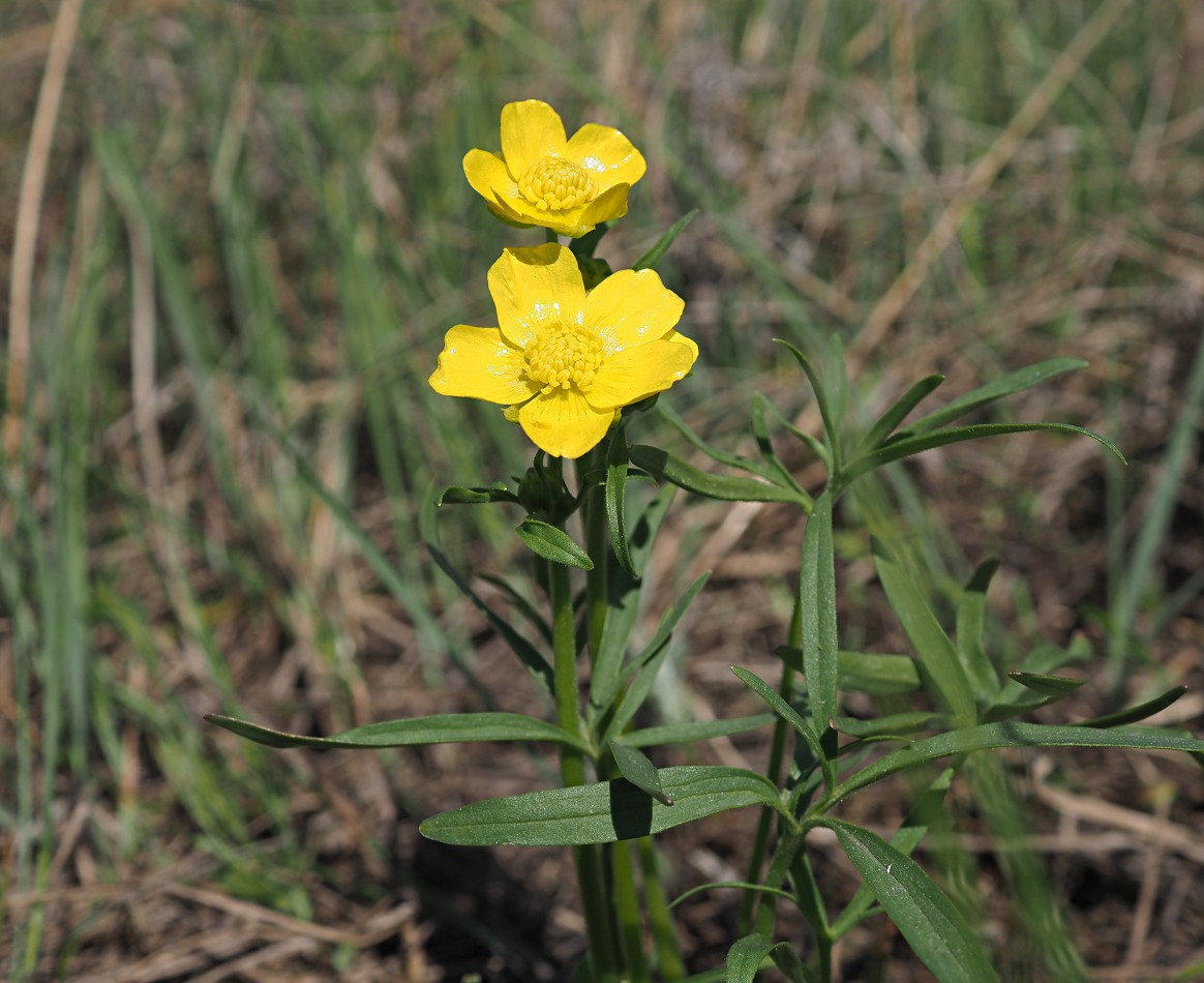 Image of Ranunculus pedatus specimen.