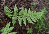 Dryopteris carthusiana. Вайя (вид на абаксиальную поверхность). Челябинская обл., Кыштымский городской округ, окр. руин Динамитного завода, сосново-берёзовый лес, берег бывшего Динамитного пруда. 3 июля 2023 г.