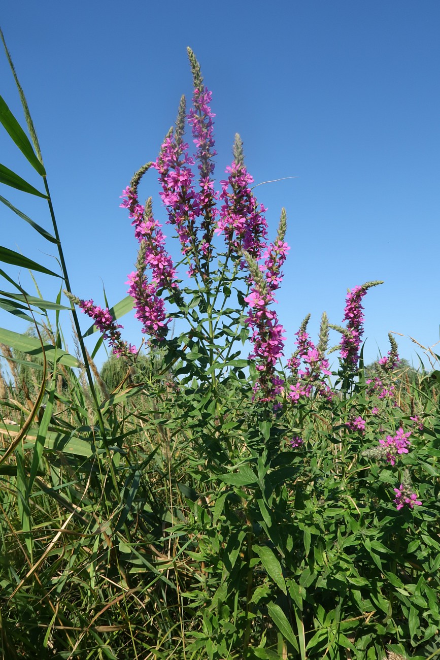 Image of Lythrum salicaria specimen.