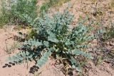 Astragalus flexus