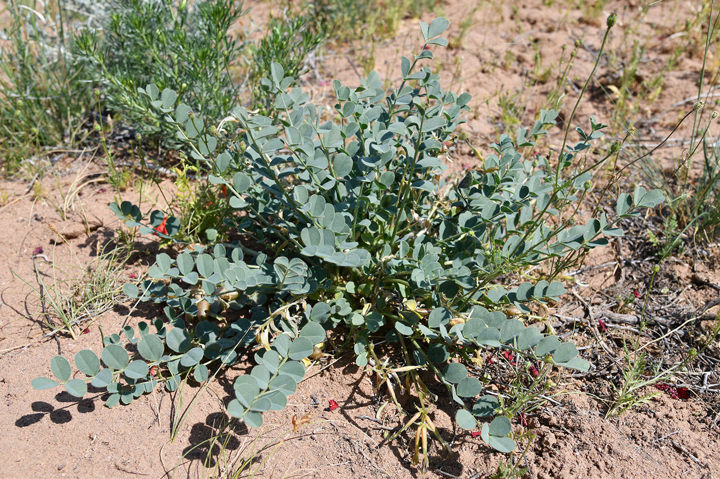 Изображение особи Astragalus flexus.