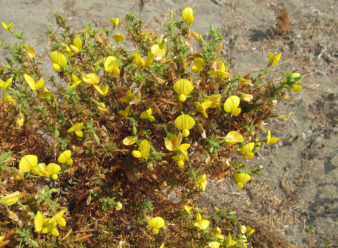 Image of Ononis natrix ssp. hispanica specimen.