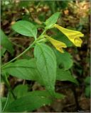 Melampyrum pratense. Верхушка побега с соцветием. Тверская область, Ржевский р-н, р. Волга, окр. переката Рождественский. 30 июля 2010 г.