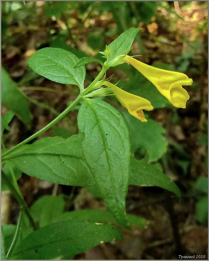 Image of Melampyrum pratense specimen.