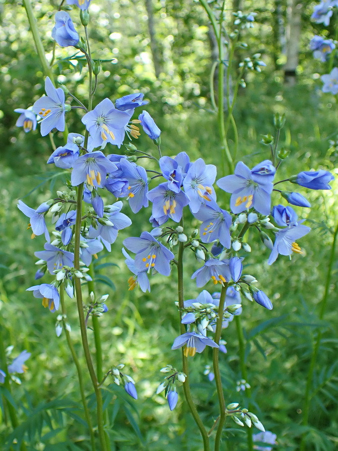 Image of Polemonium chinense specimen.